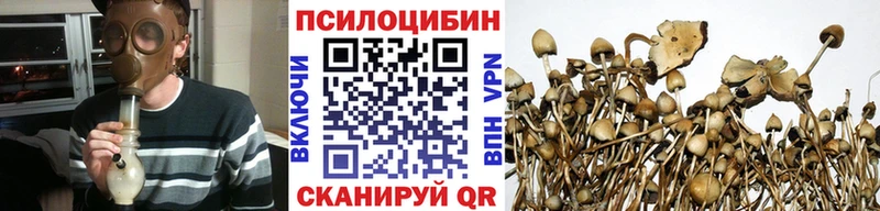 Псилоцибиновые грибы Cubensis  Купить  Бабушкин 